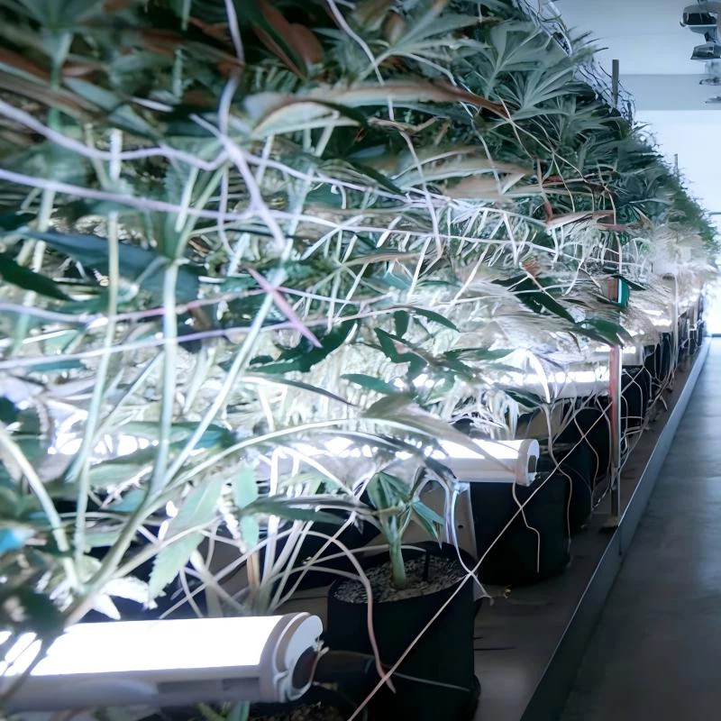 under canopy grow lights .jpg