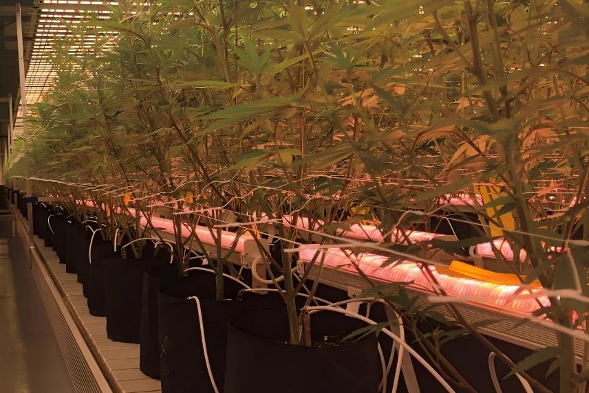 under canopy grow light .jpg
