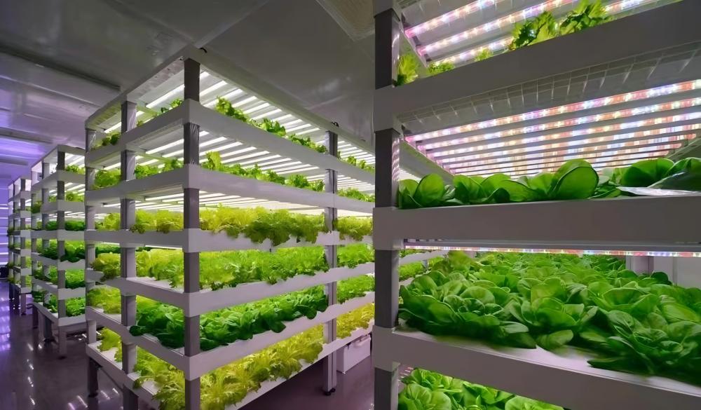 plant factory.jpg plant factory.jpg